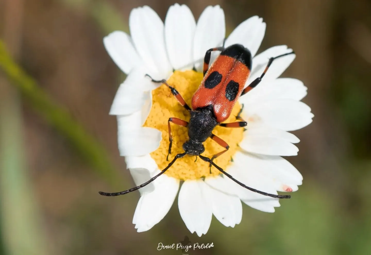 Nature photograph from DapapuPhotos
