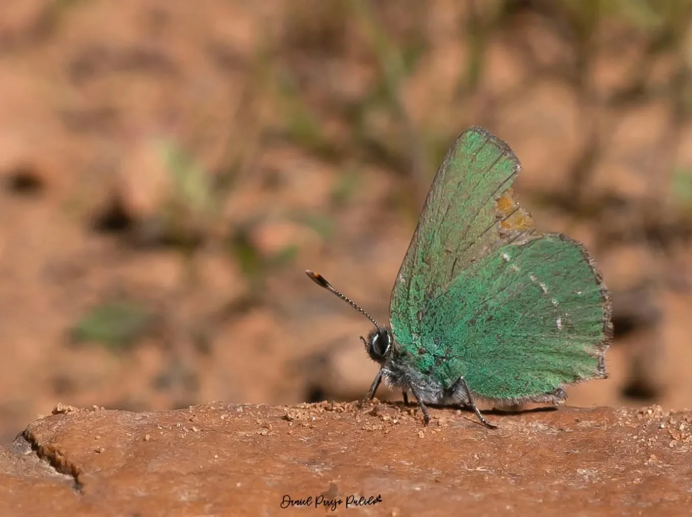 Nature photograph from DapapuPhotos