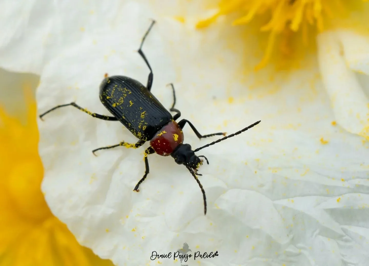 Nature photograph from DapapuPhotos