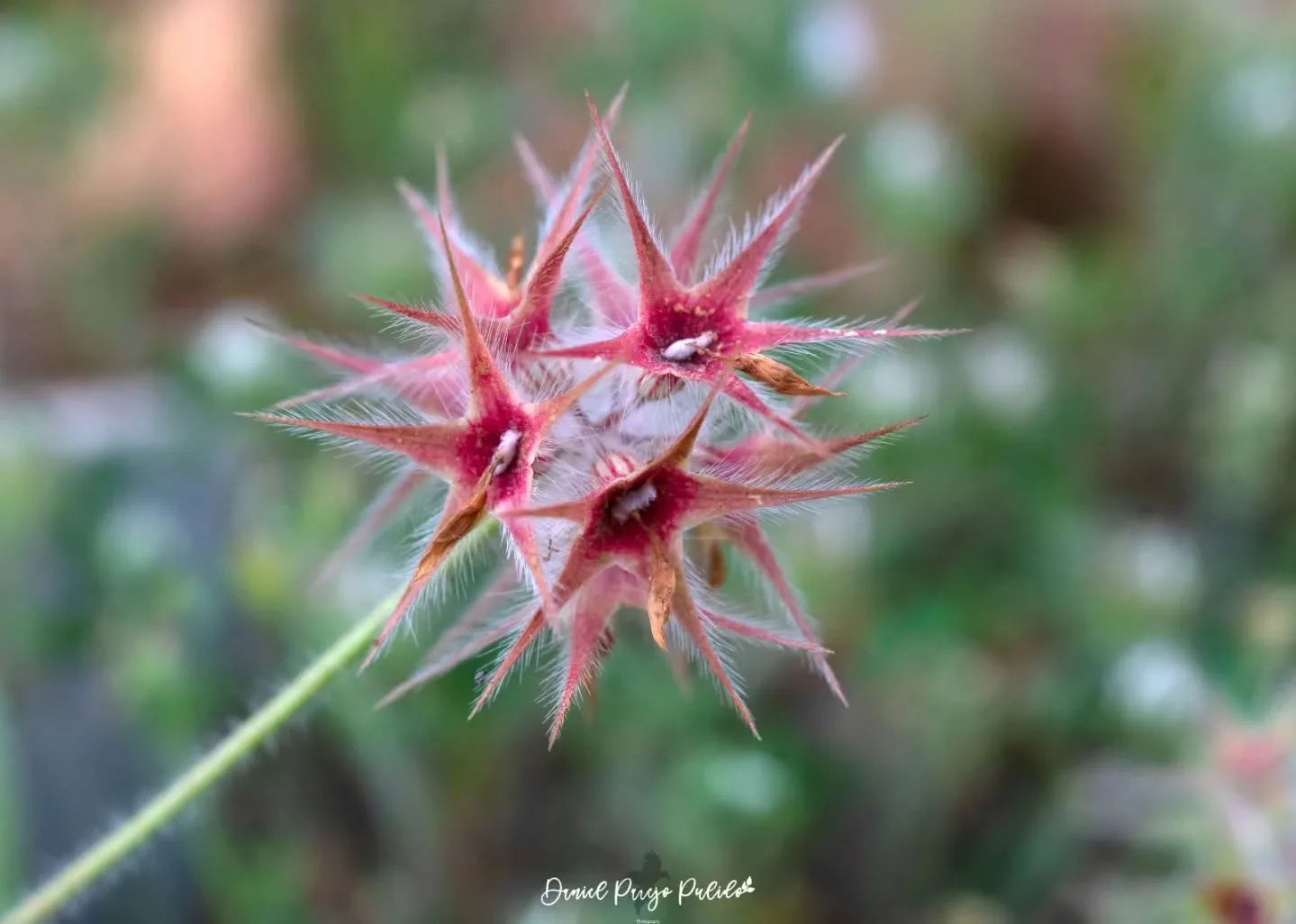 Nature photograph from DapapuPhotos