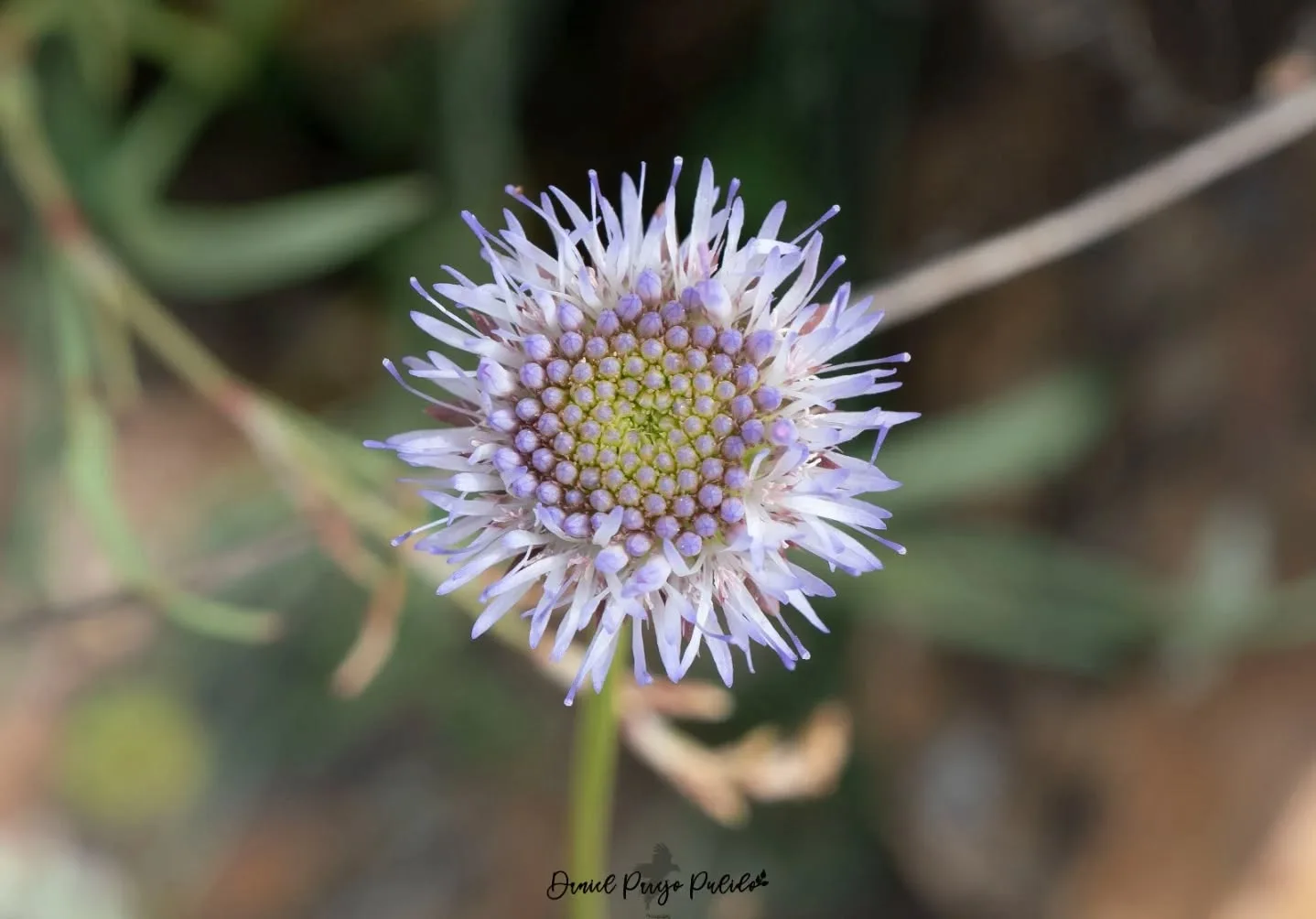 Nature photograph from DapapuPhotos