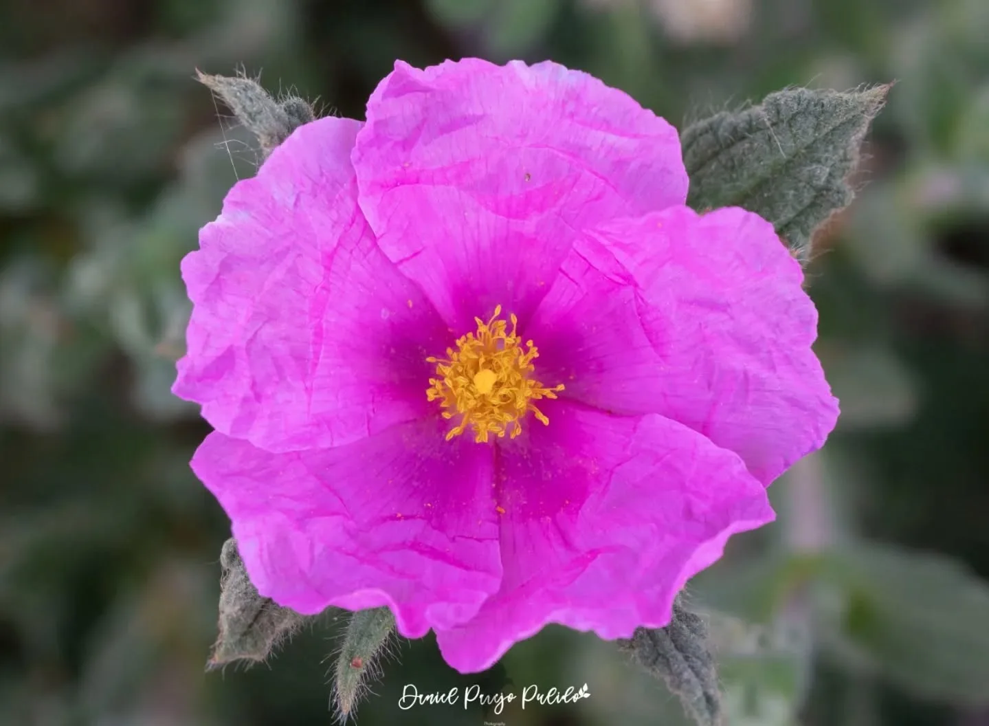 Nature photograph from DapapuPhotos