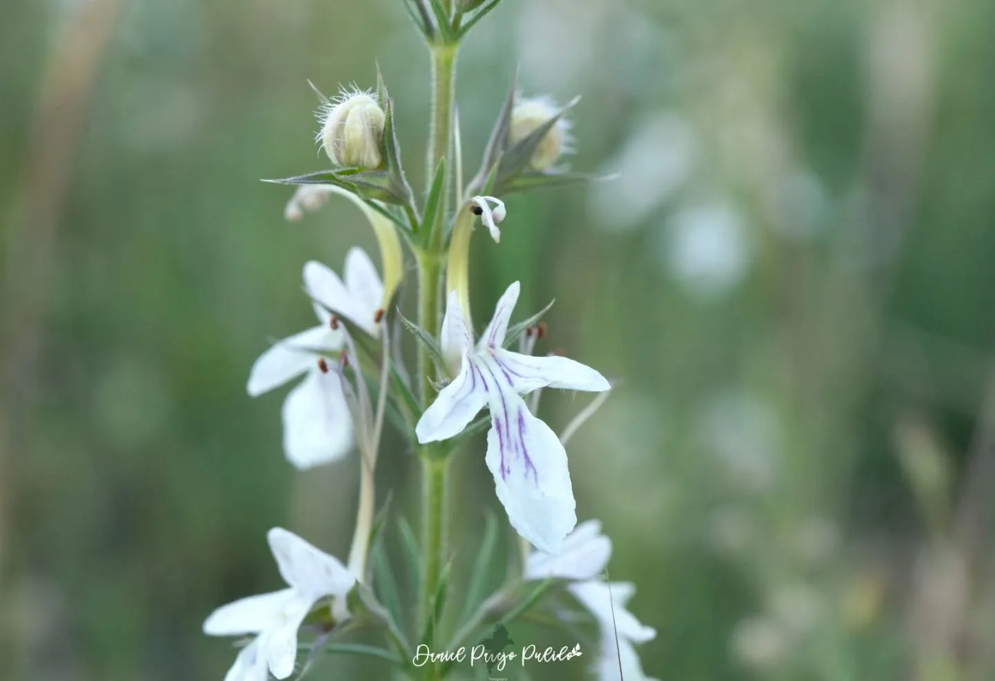 Nature photograph from DapapuPhotos