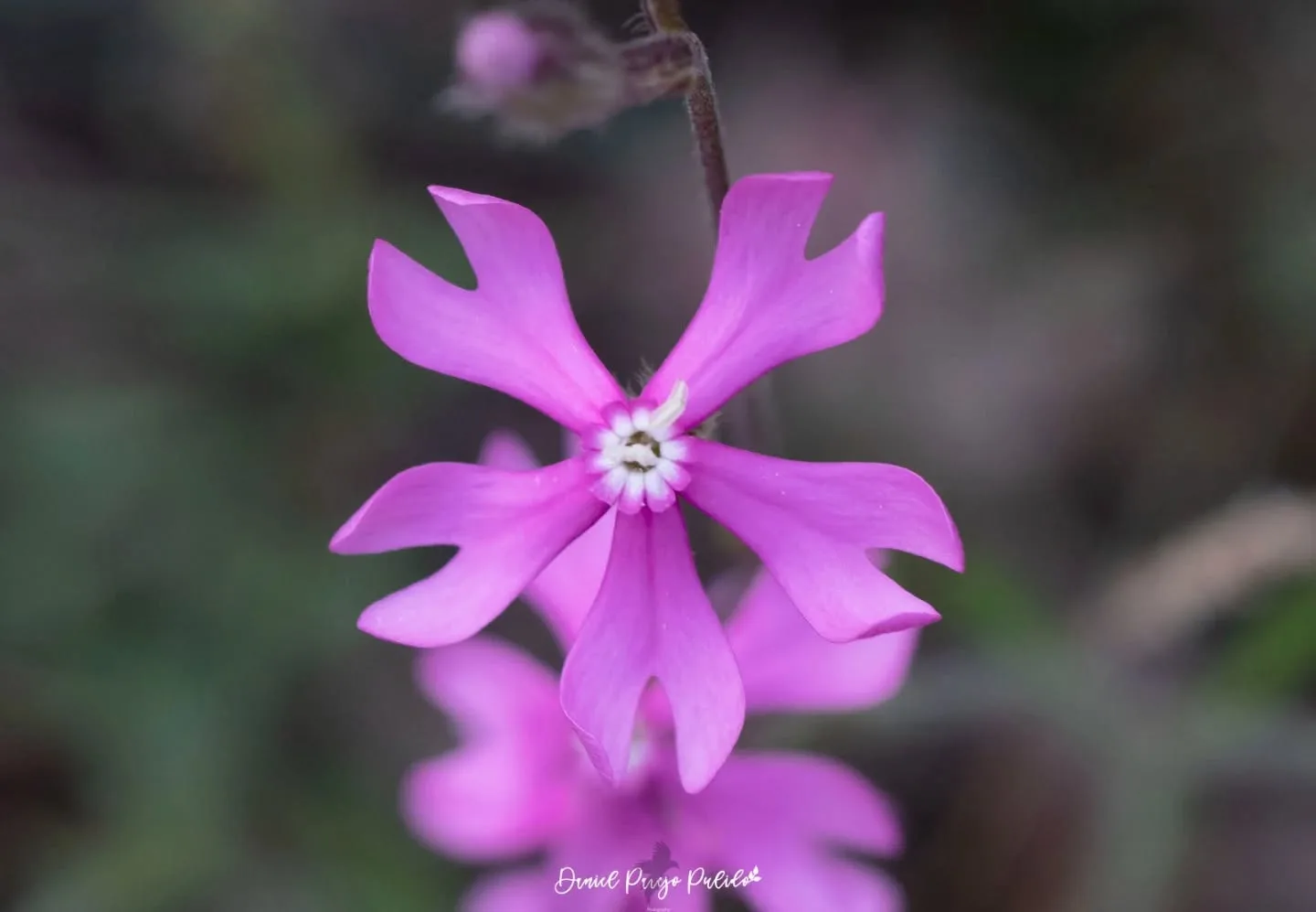 Nature photograph from DapapuPhotos