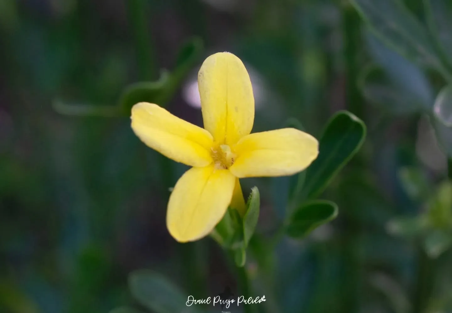 Nature photograph from DapapuPhotos