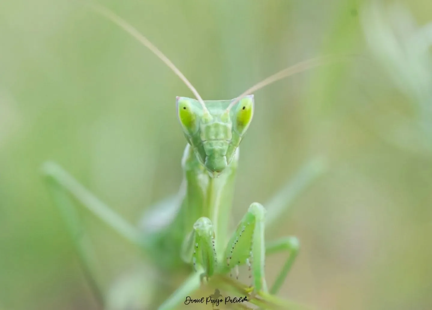 Nature photograph from DapapuPhotos