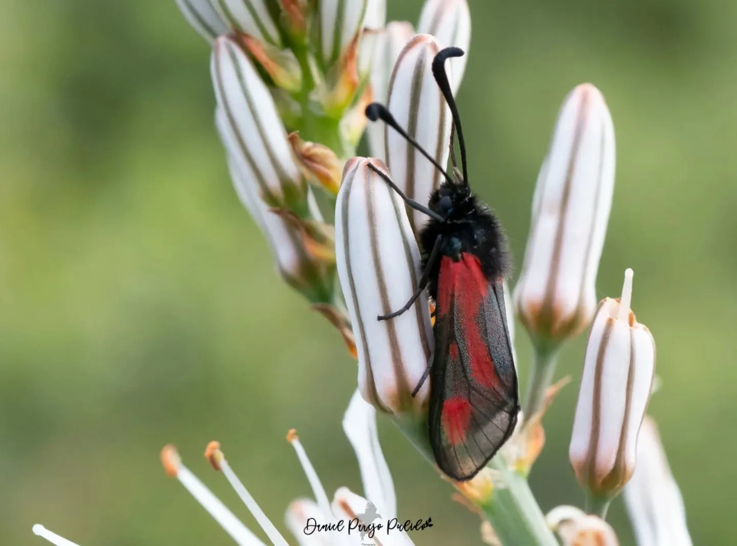 Nature photograph from DapapuPhotos