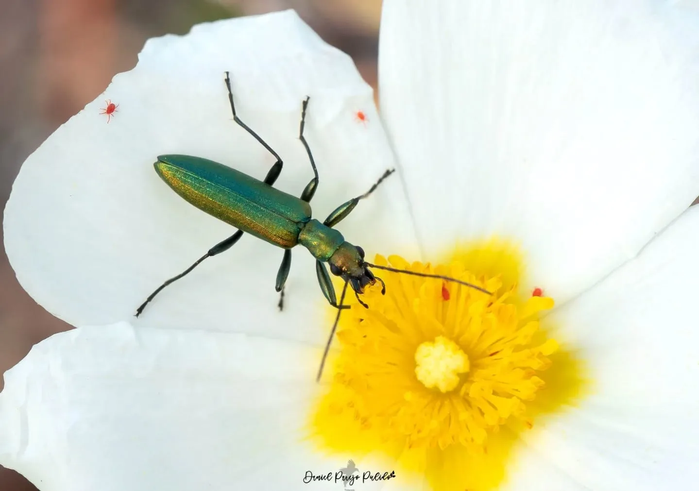 Nature photograph from DapapuPhotos