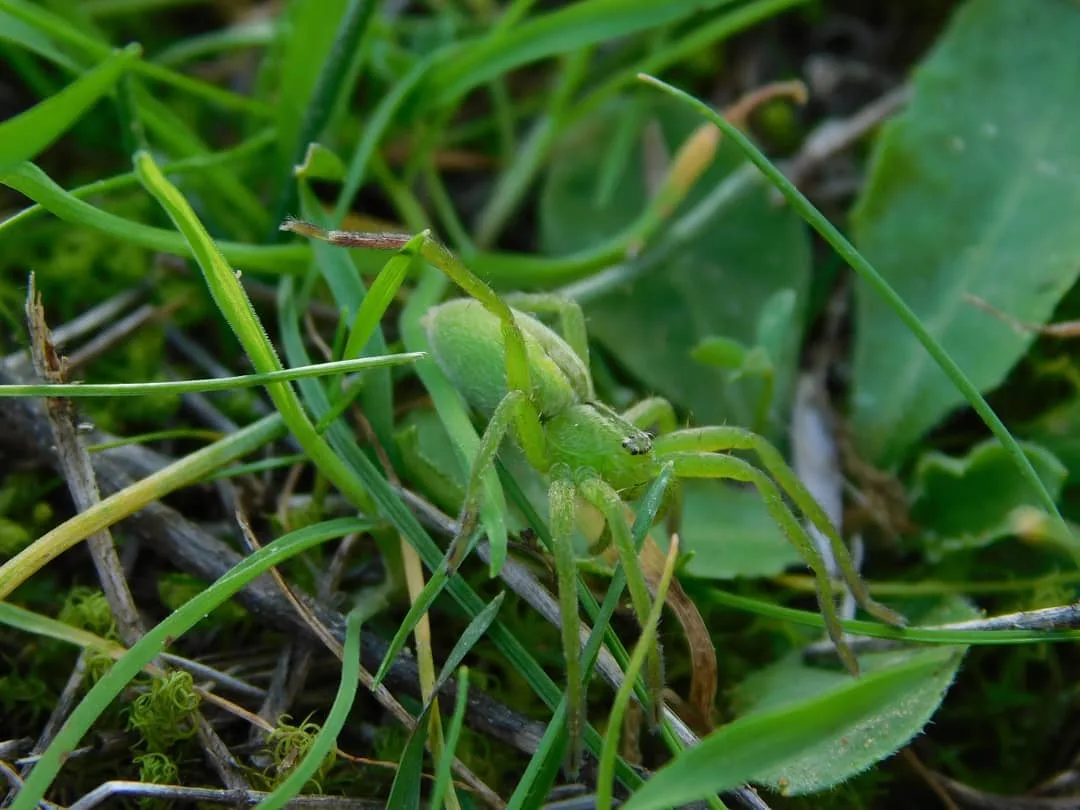 Nature photograph from DapapuPhotos