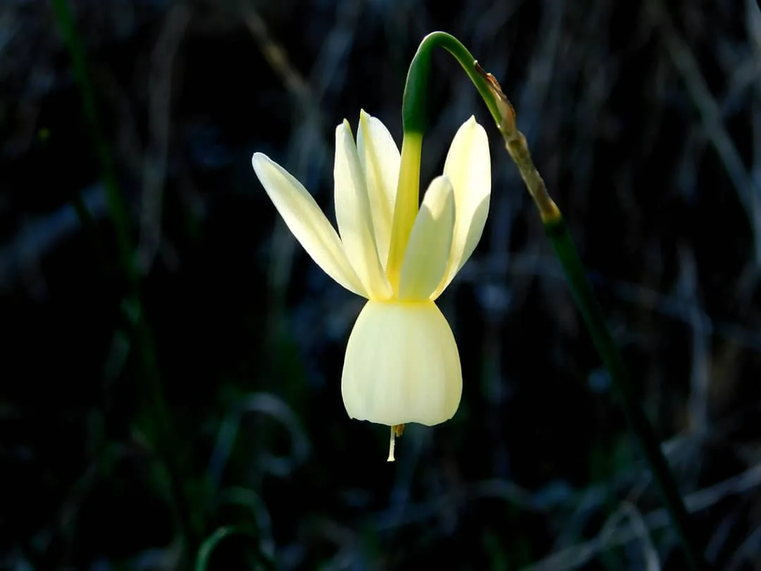 Nature photograph from DapapuPhotos