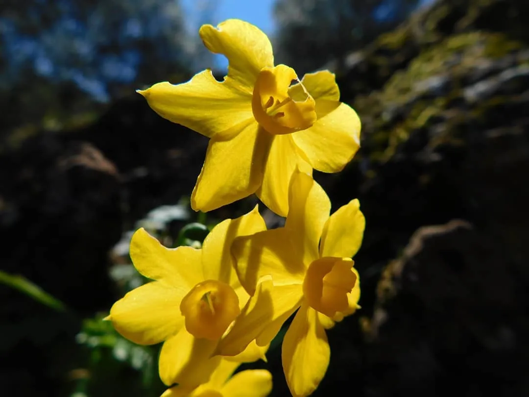 Nature photograph from DapapuPhotos