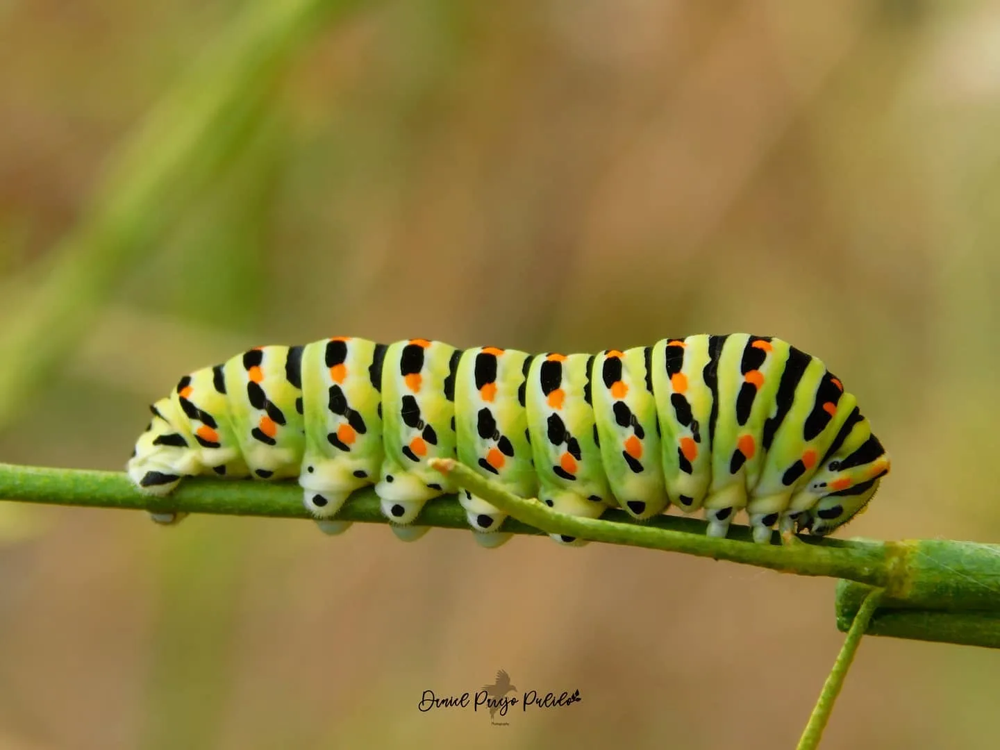 Nature photograph from DapapuPhotos