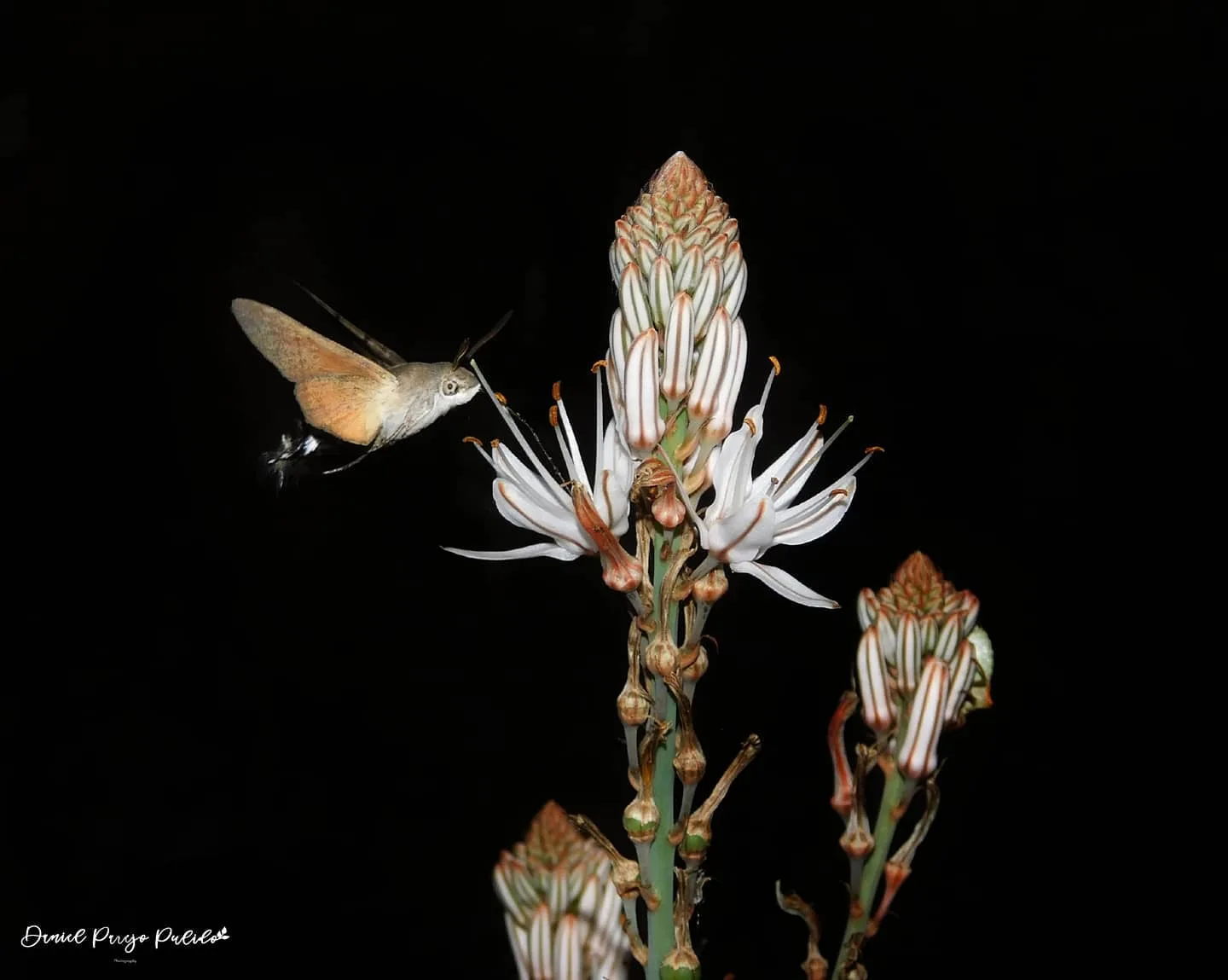 Nature photograph from DapapuPhotos