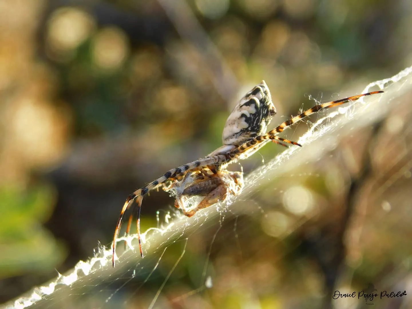Nature photograph from DapapuPhotos
