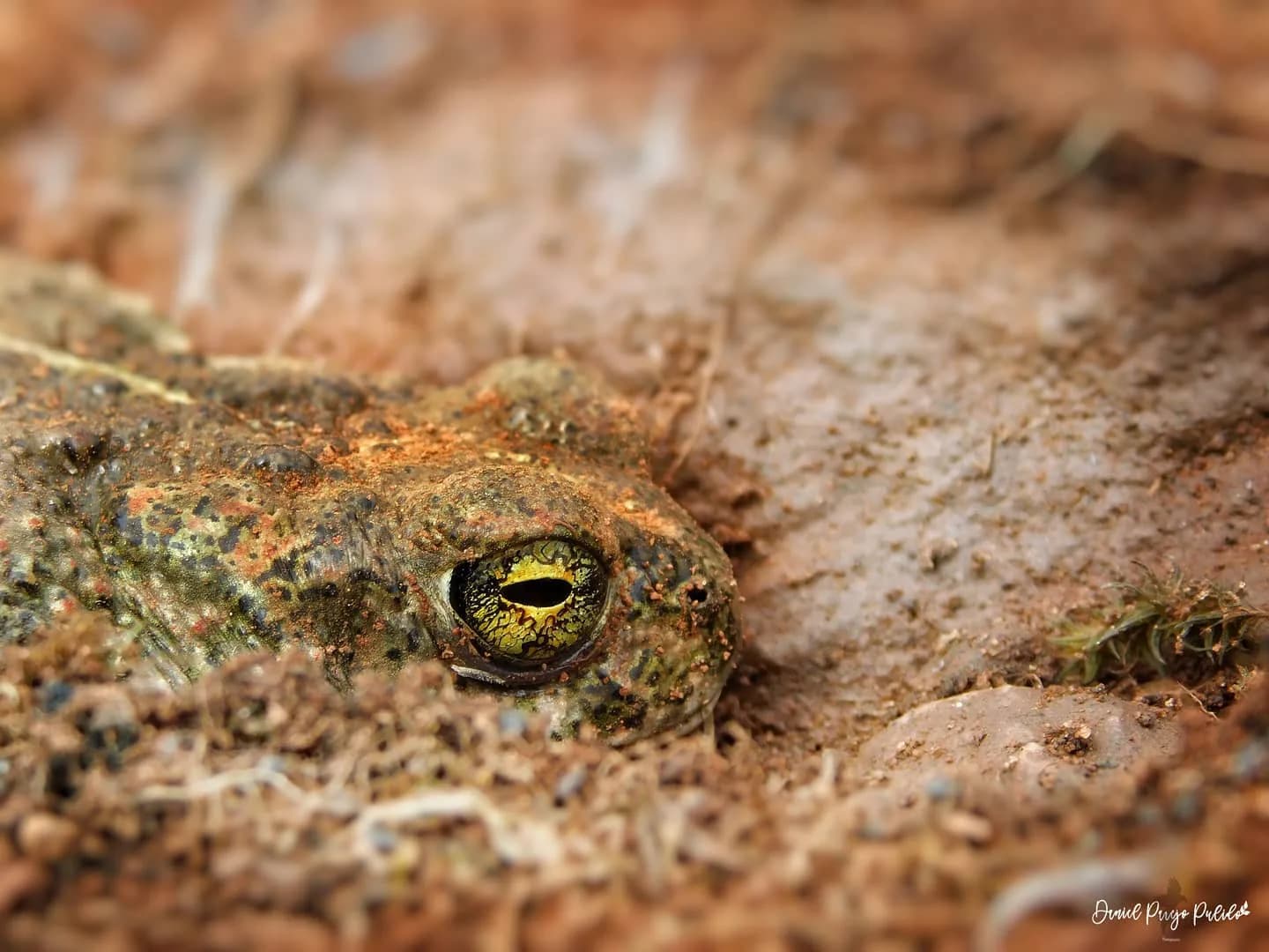 Nature photograph from DapapuPhotos