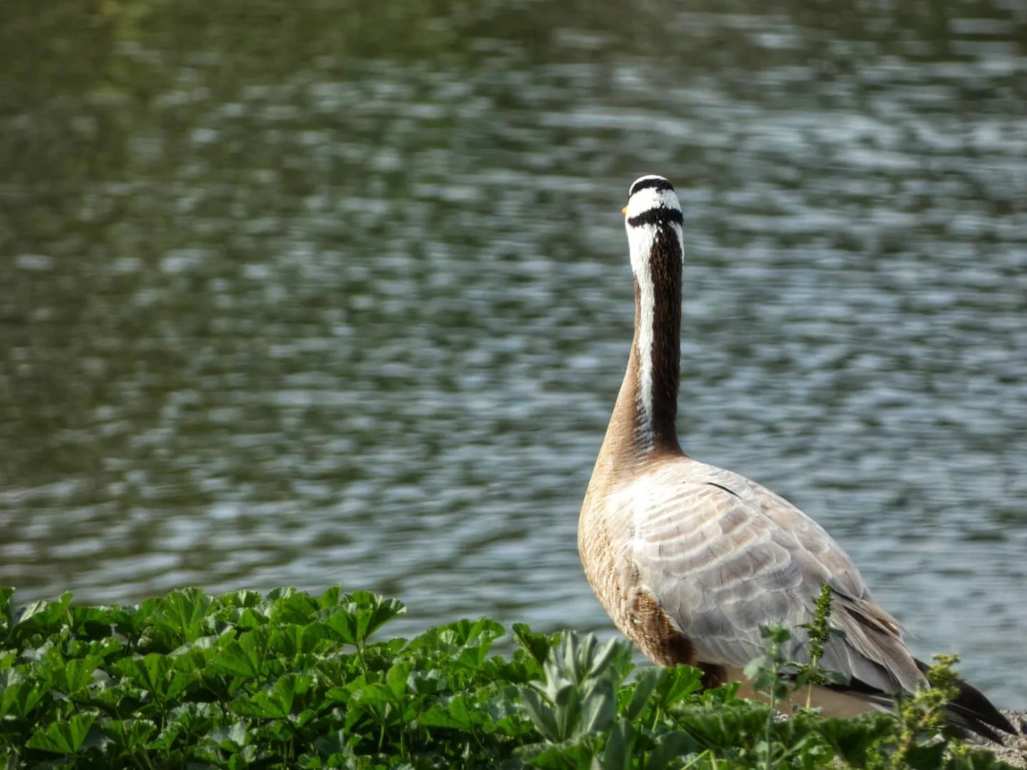 Nature photograph from DapapuPhotos