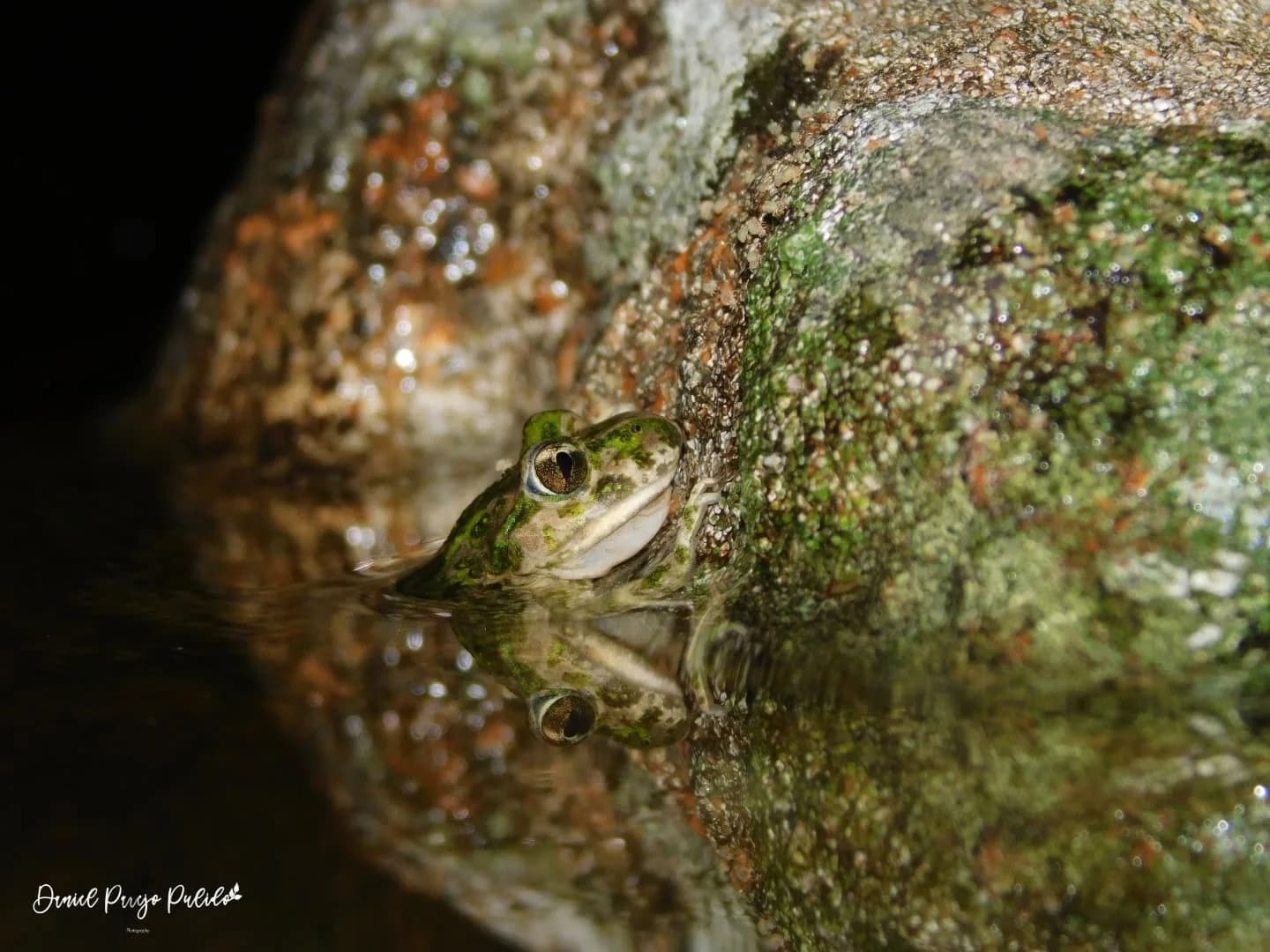 Nature photograph from DapapuPhotos