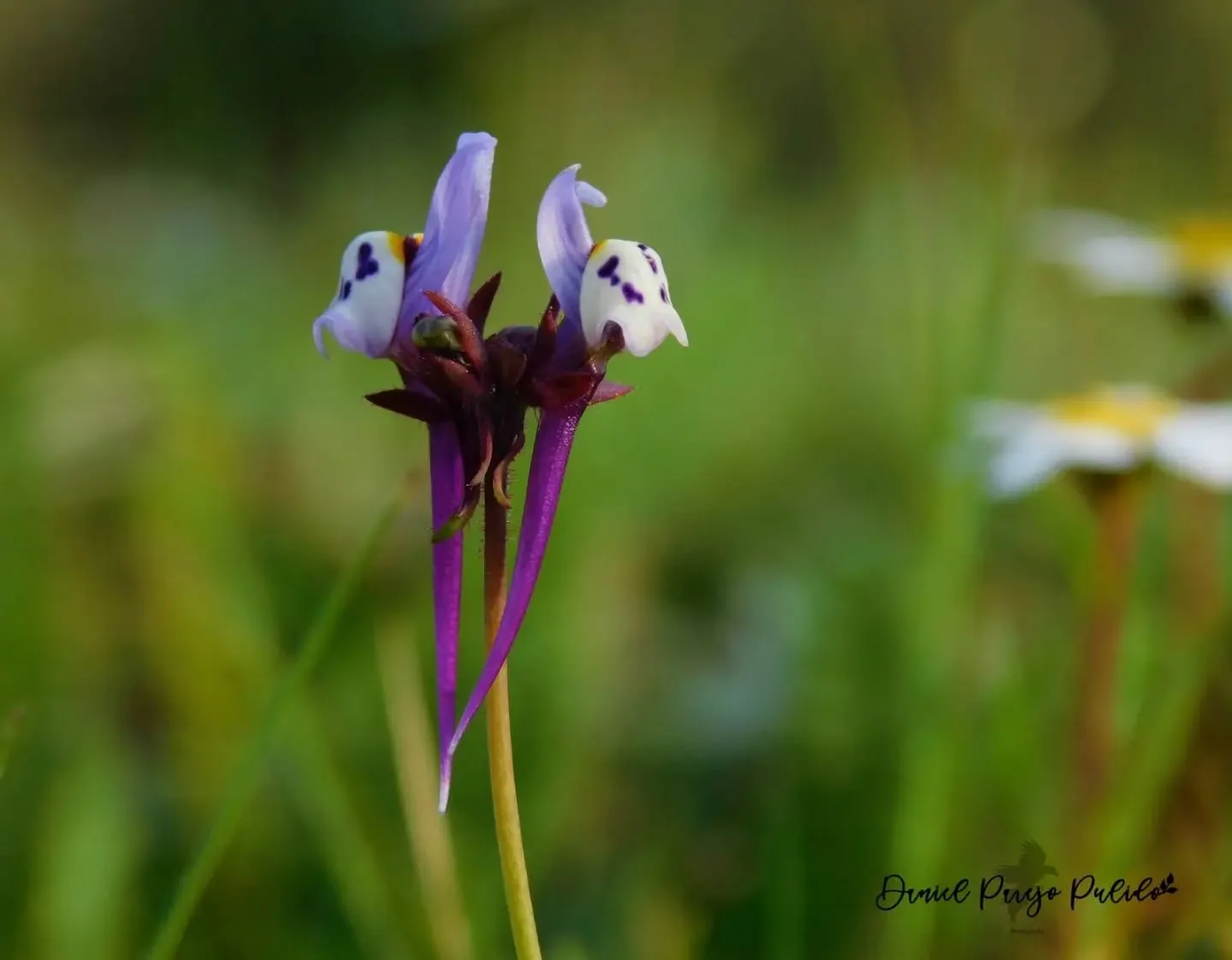Nature photograph from DapapuPhotos