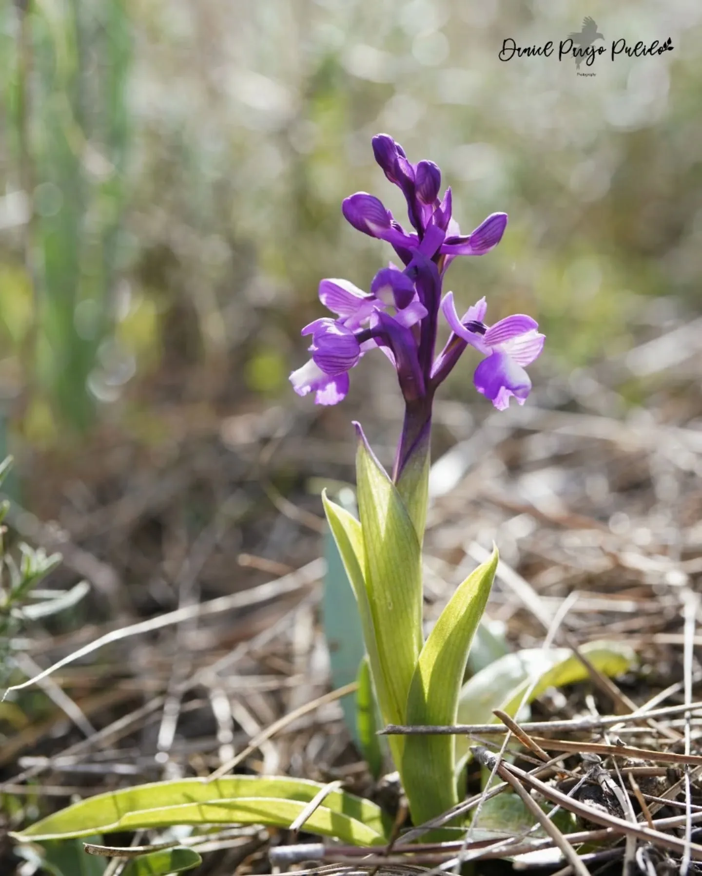 Nature photograph from DapapuPhotos