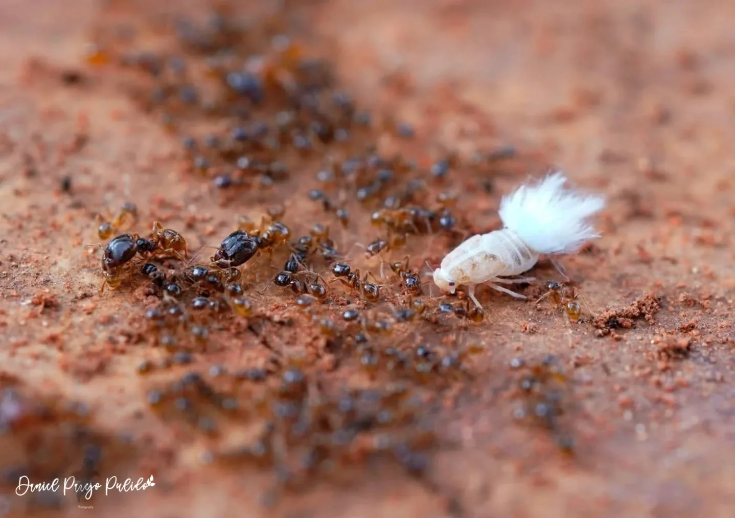 Nature photograph from DapapuPhotos
