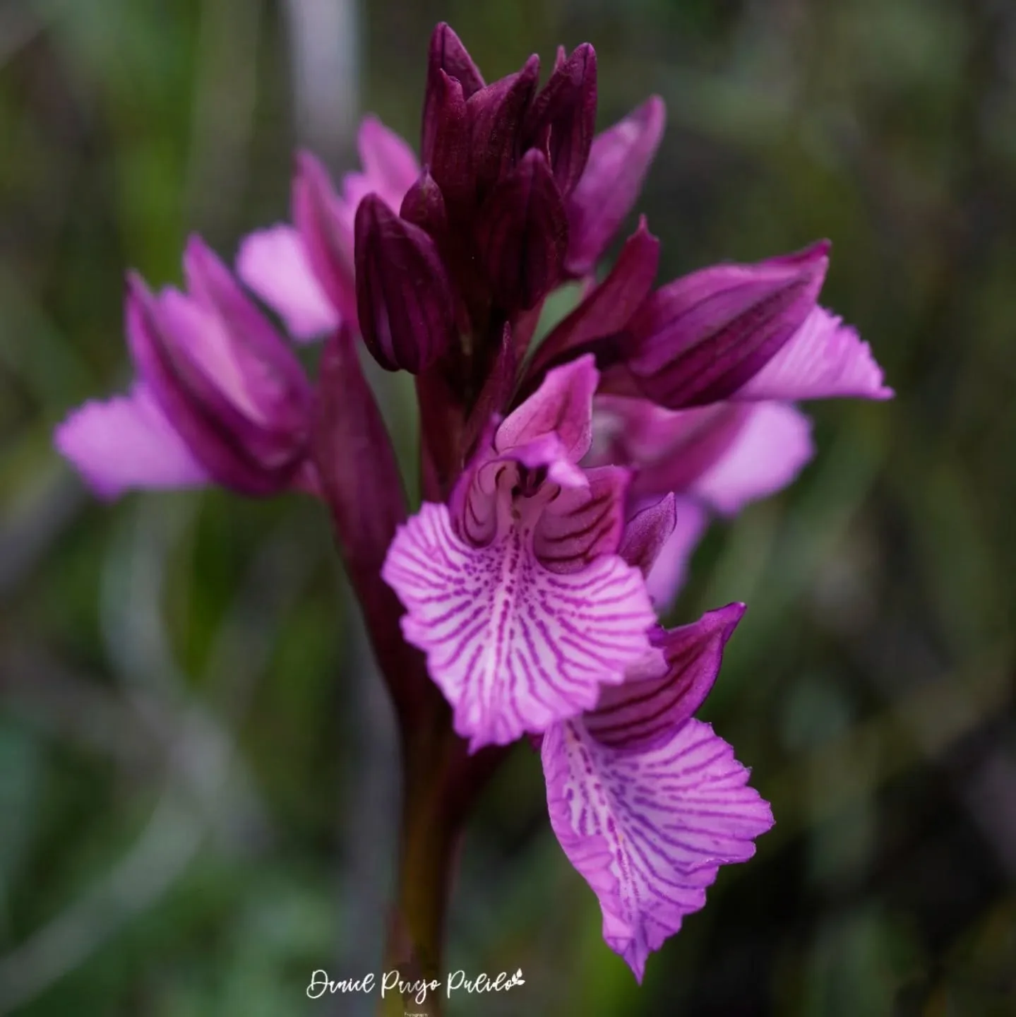 Nature photograph from DapapuPhotos