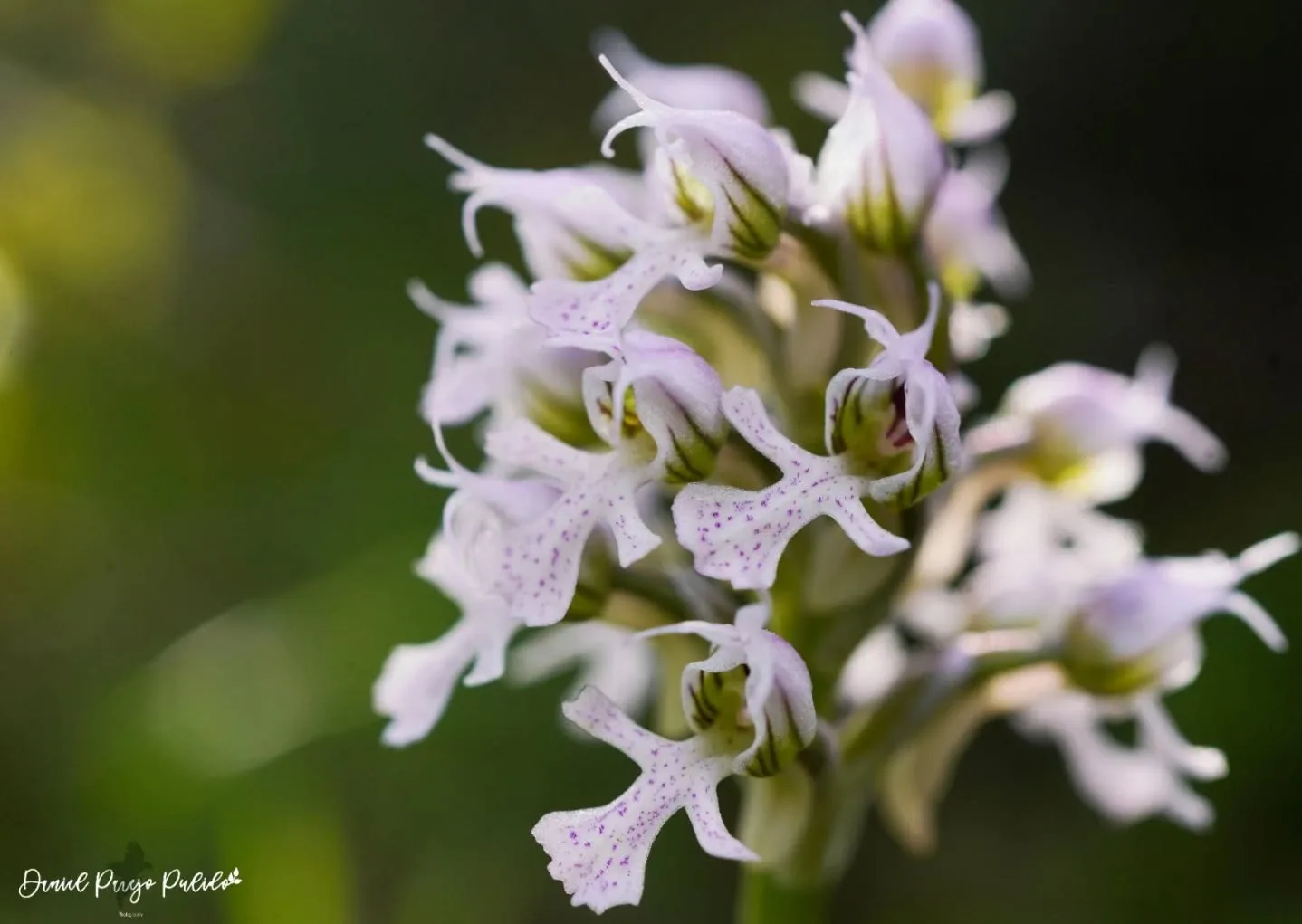 Nature photograph from DapapuPhotos