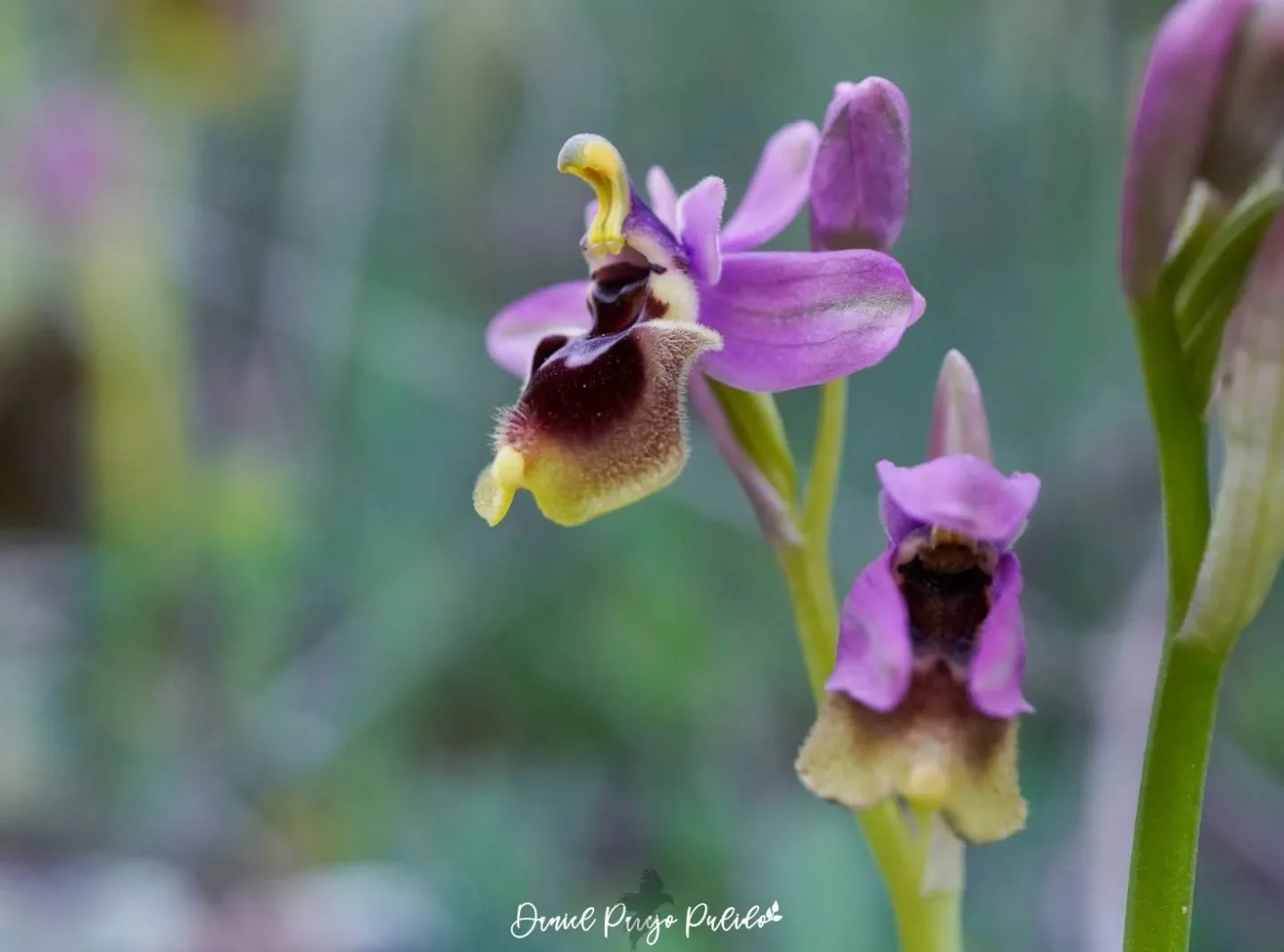 Nature photograph from DapapuPhotos