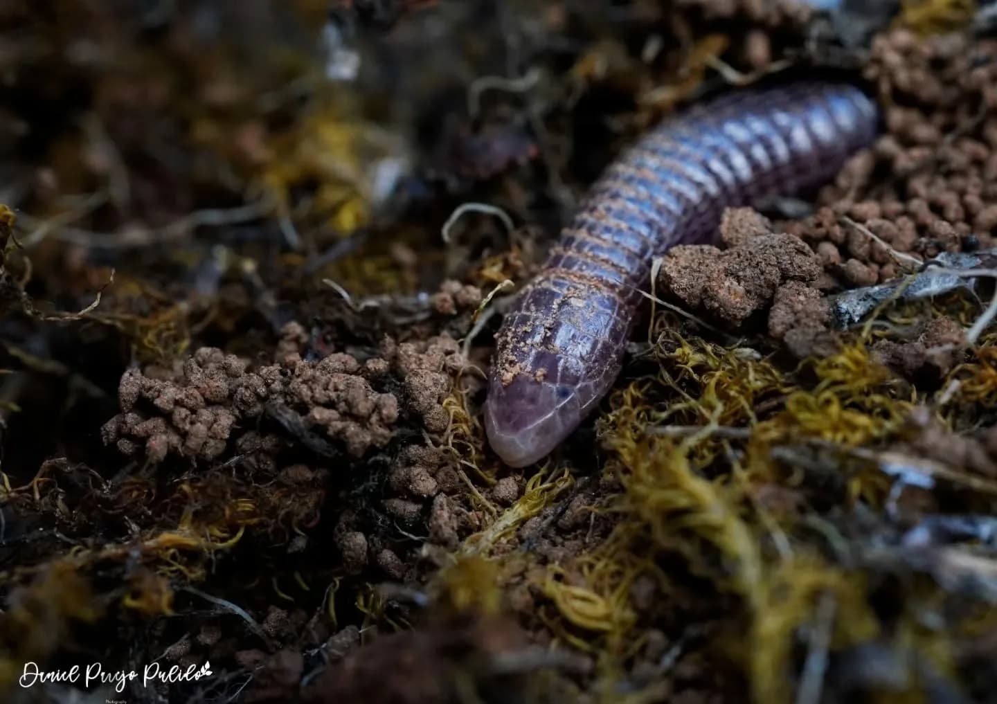 Nature photograph from DapapuPhotos