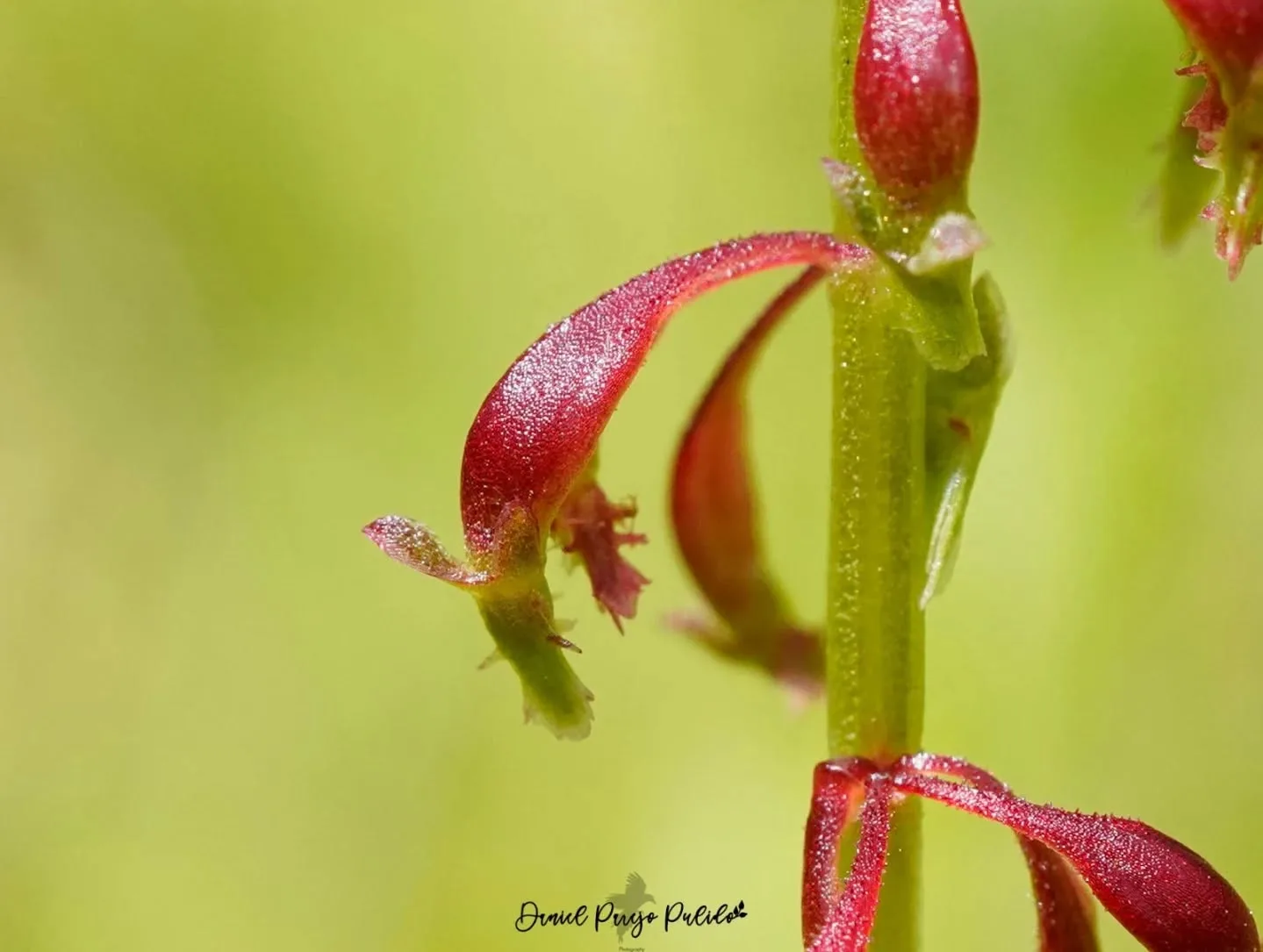 Nature photograph from DapapuPhotos