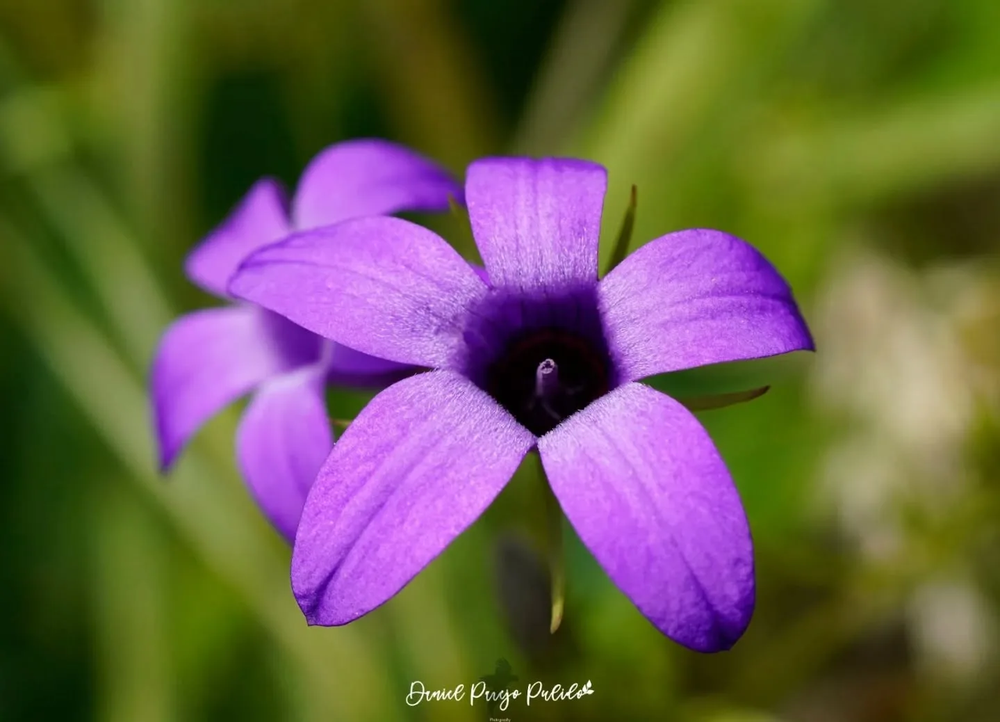 Nature photograph from DapapuPhotos