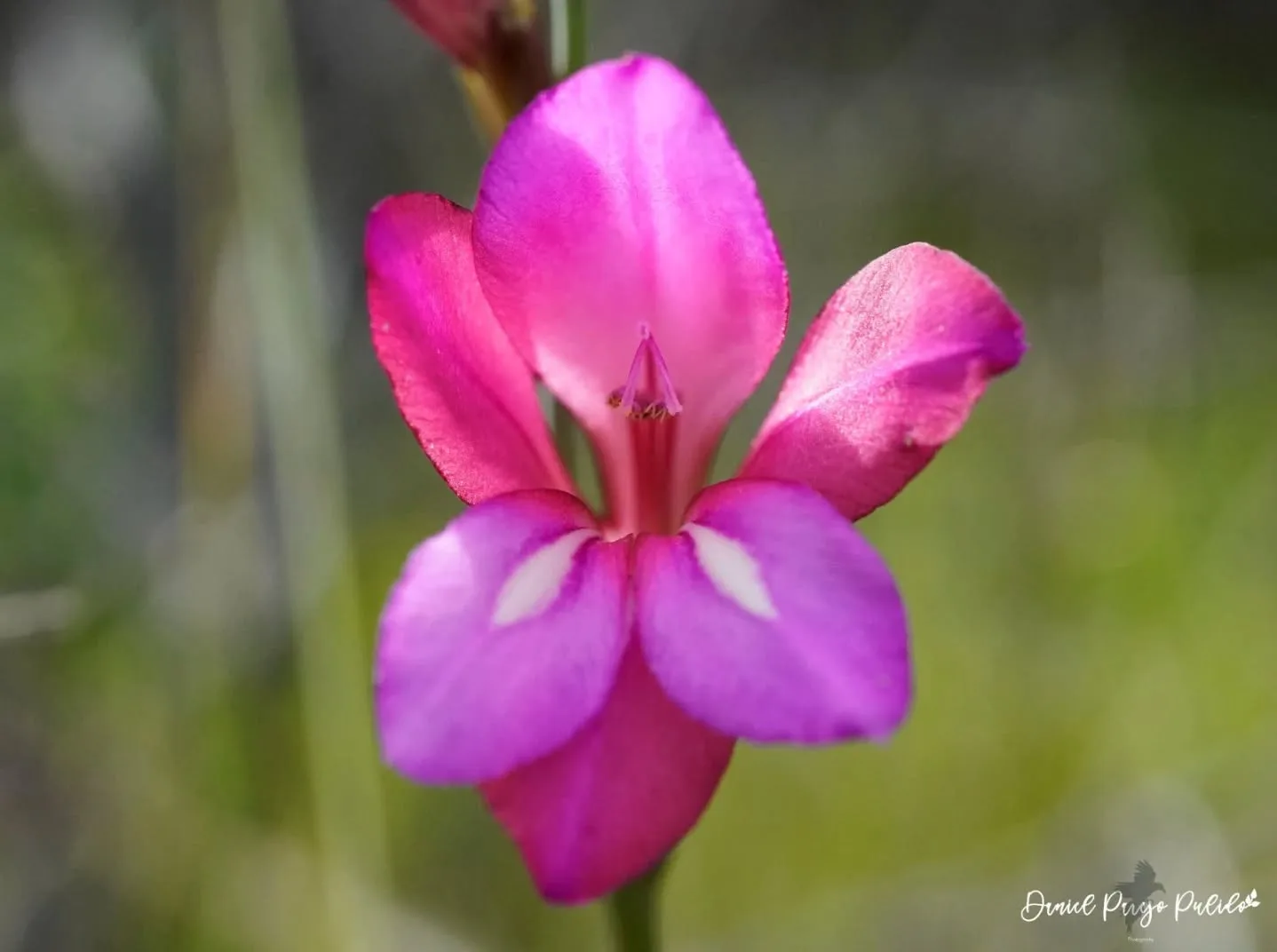 Nature photograph from DapapuPhotos