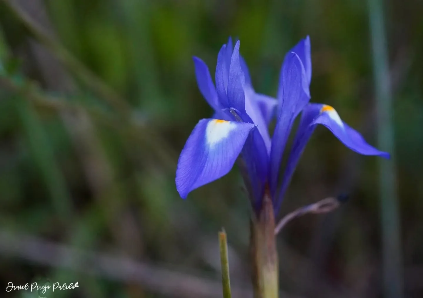 Nature photograph from DapapuPhotos