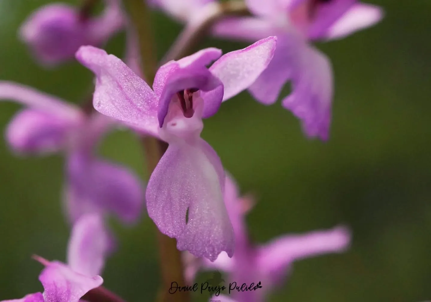 Nature photograph from DapapuPhotos
