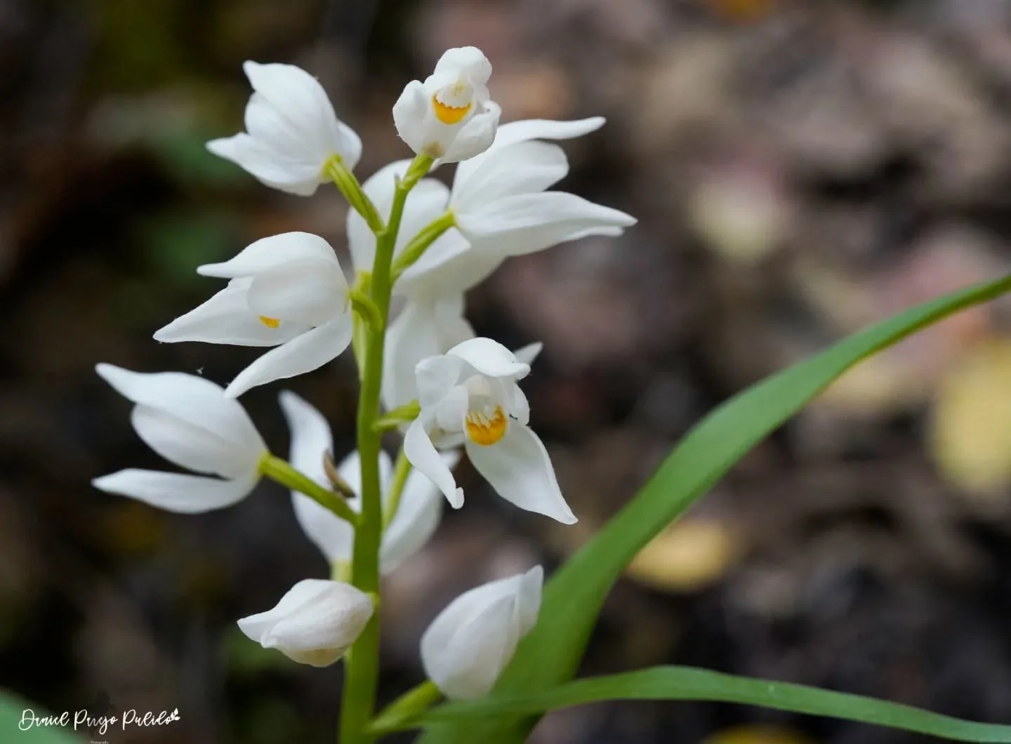 Nature photograph from DapapuPhotos