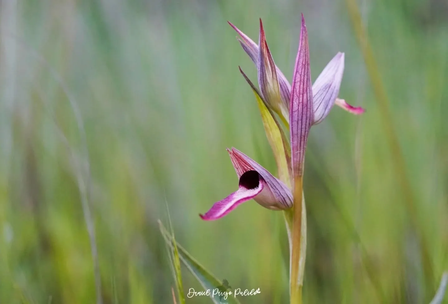 Nature photograph from DapapuPhotos