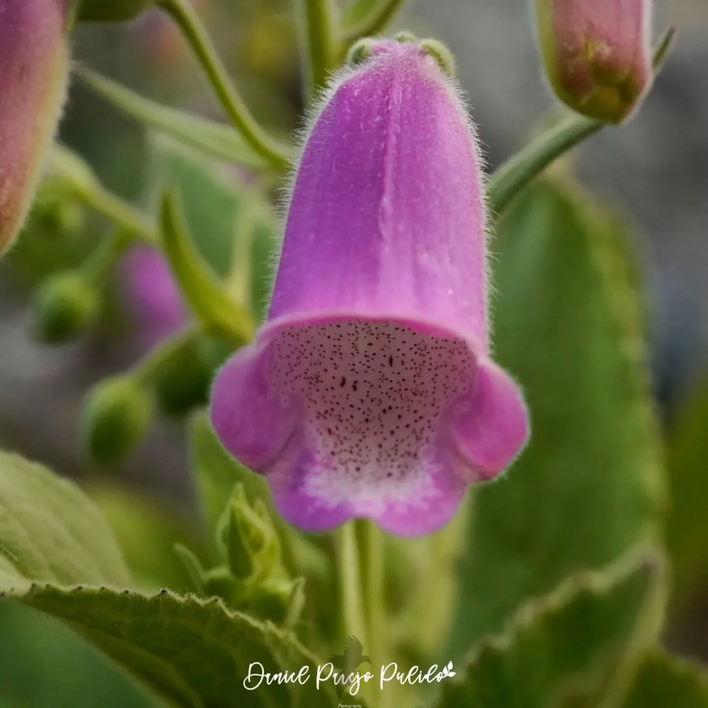 Nature photograph from DapapuPhotos