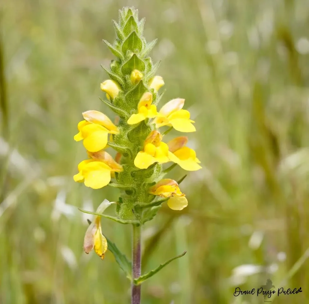 Nature photograph from DapapuPhotos