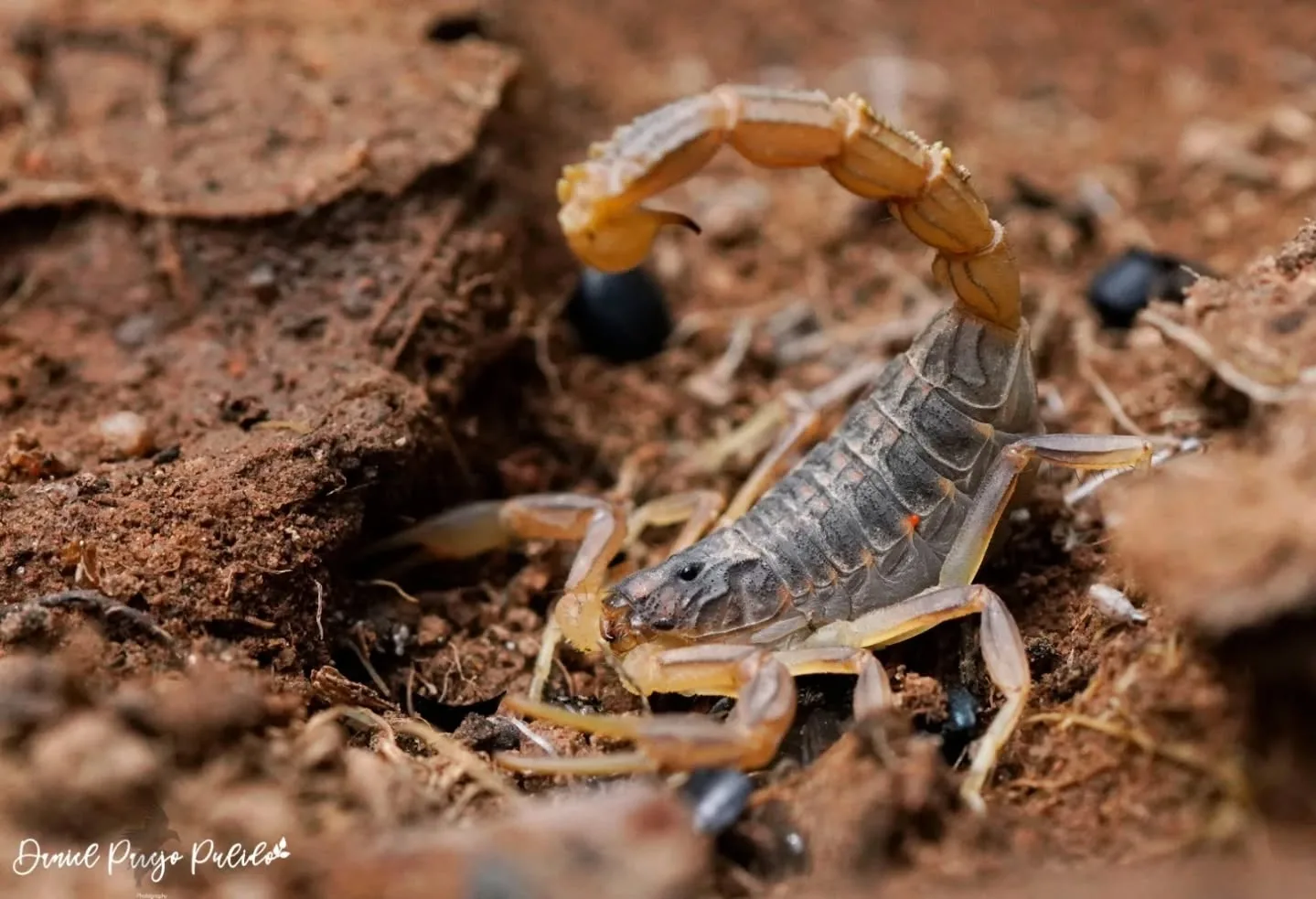Nature photograph from DapapuPhotos