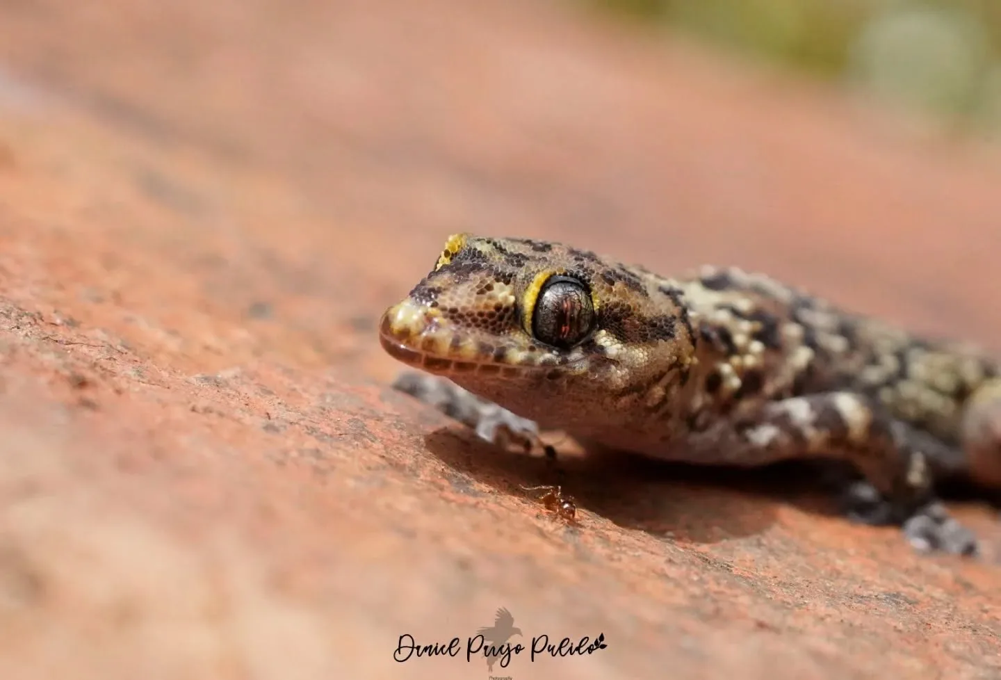 Nature photograph from DapapuPhotos