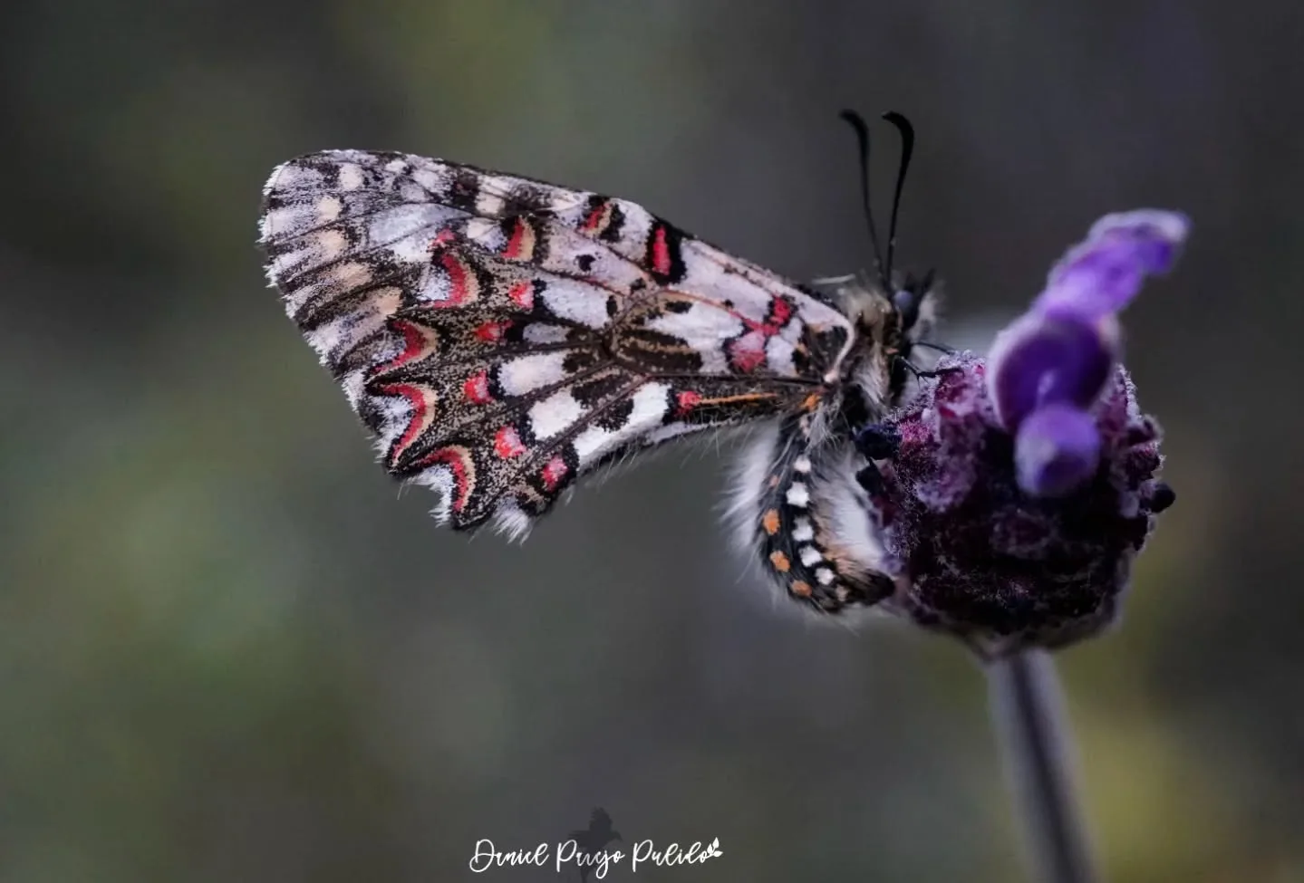 Nature photograph from DapapuPhotos