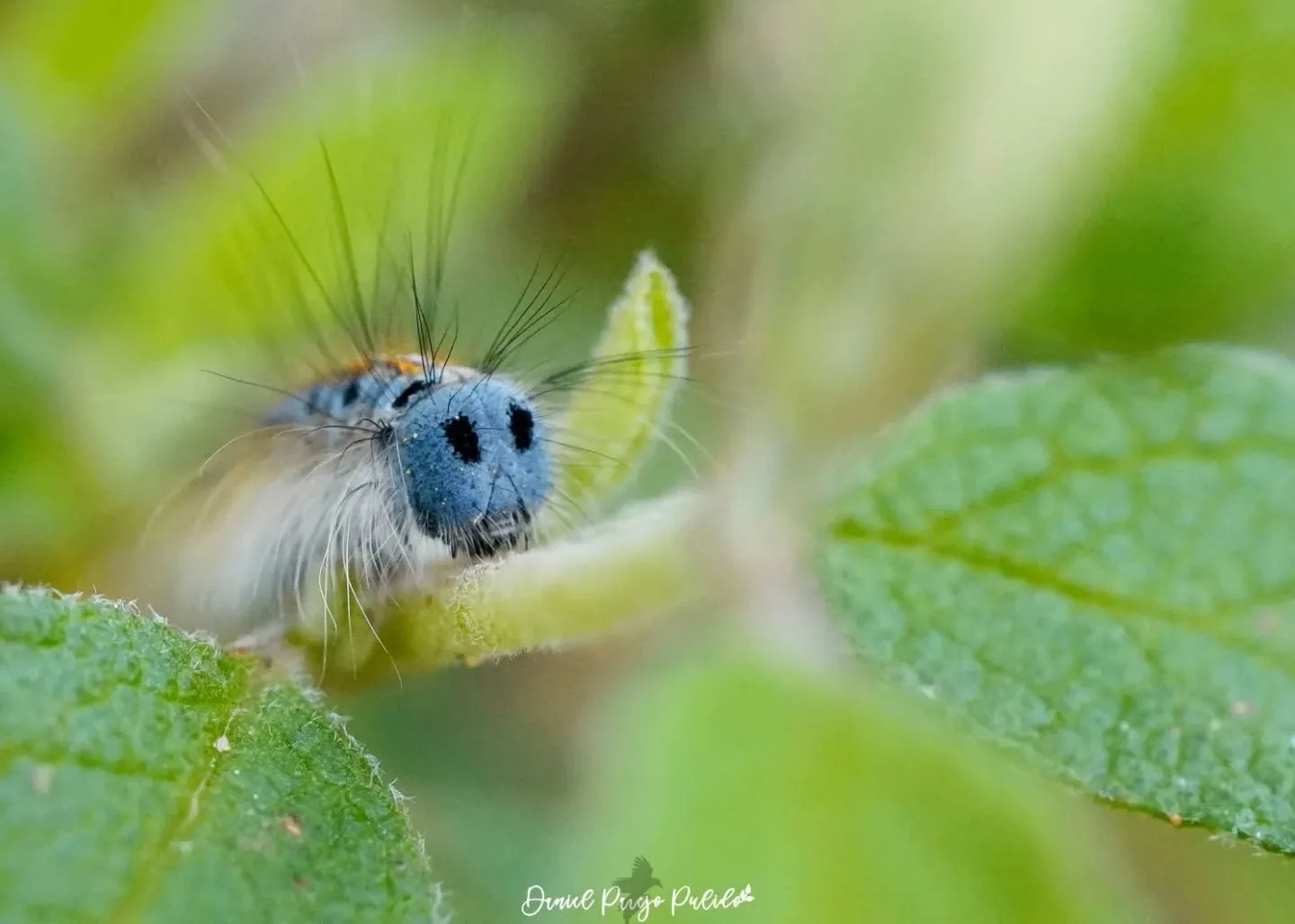 Nature photograph from DapapuPhotos