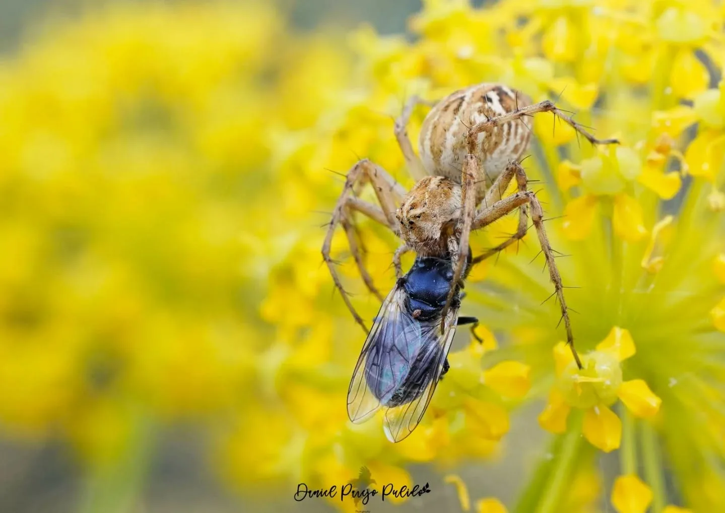 Nature photograph from DapapuPhotos