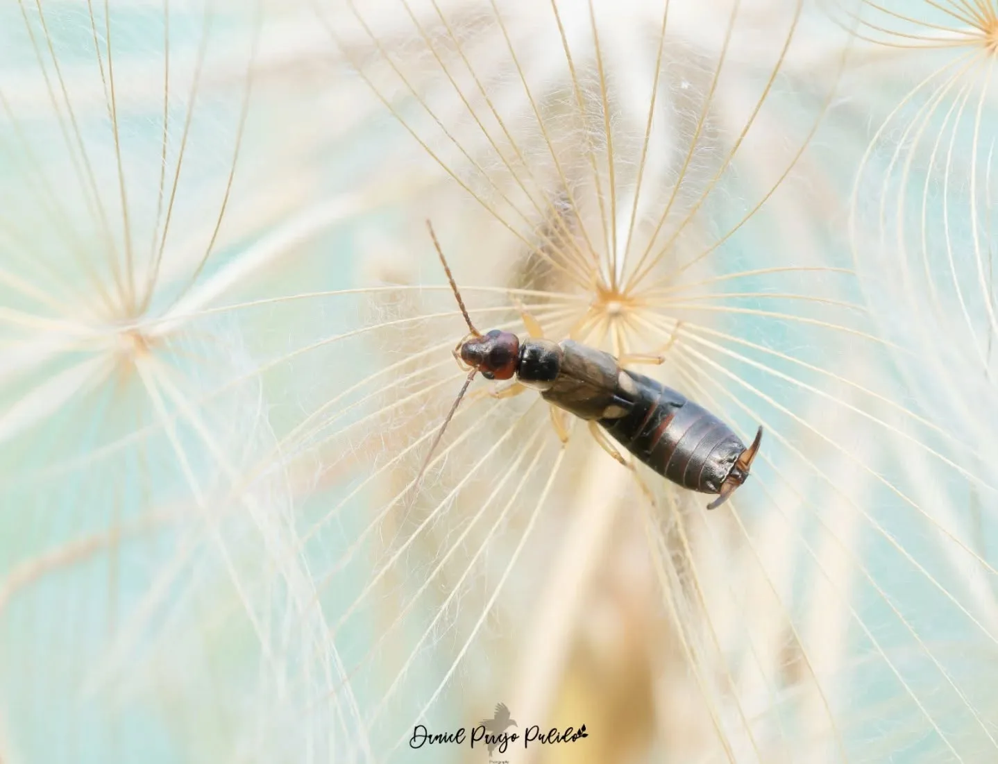 Nature photograph from DapapuPhotos